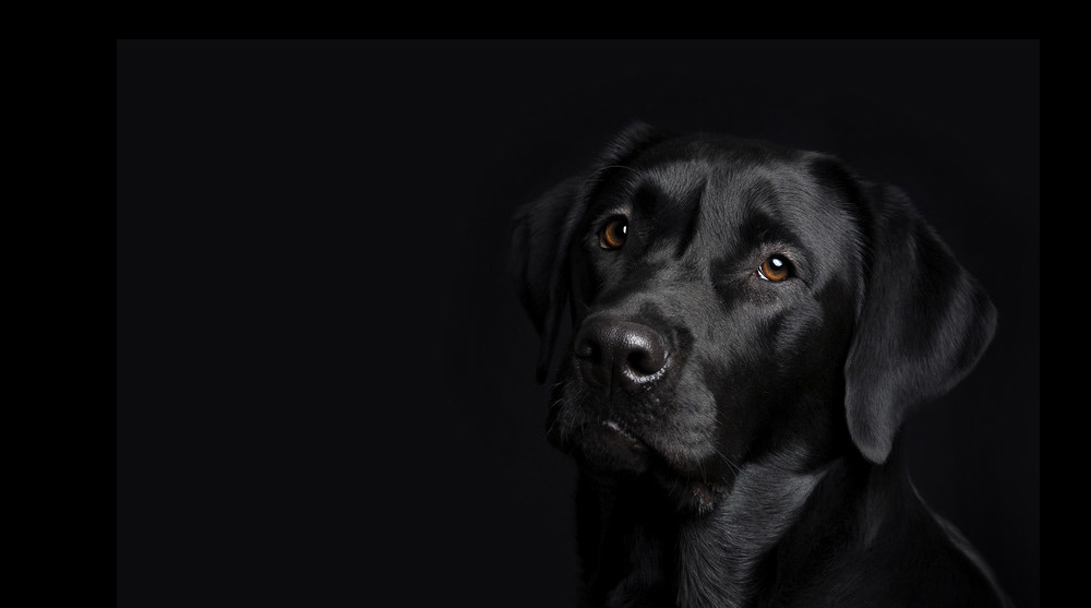 Bettwanzenspürhund Österreich